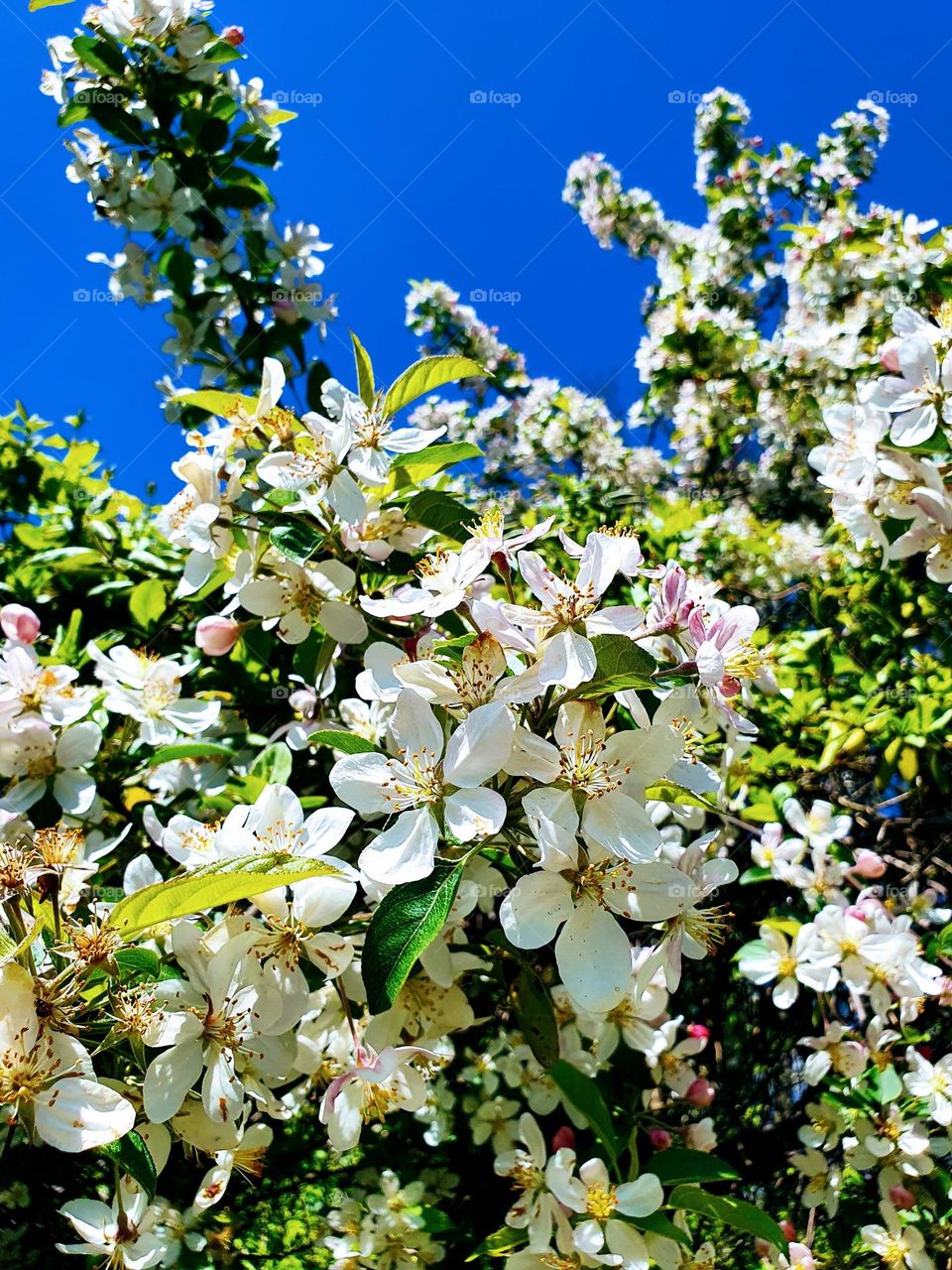 Apple tree blossom 🌸