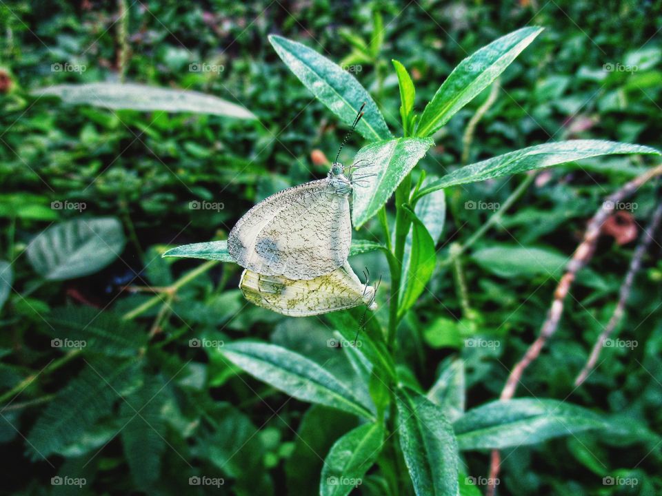 A pair of small white butterflies making love