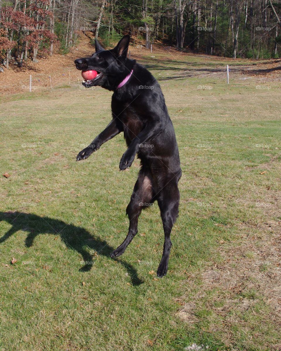 Jumping dog 