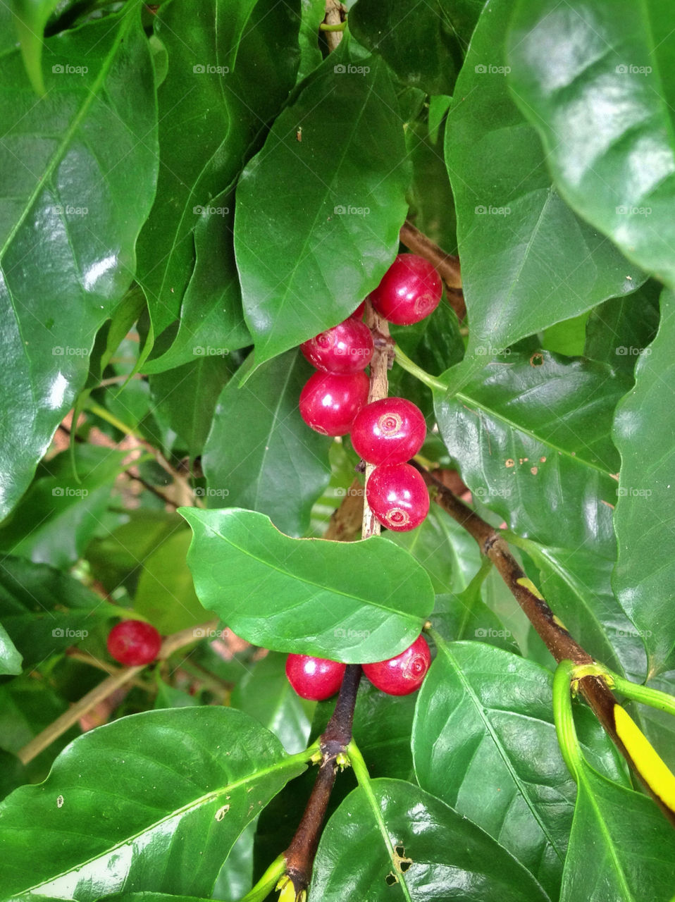 Coffee Bean Plant