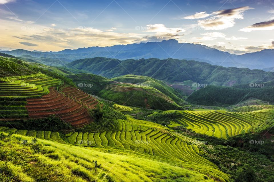 Farm  in vietnam