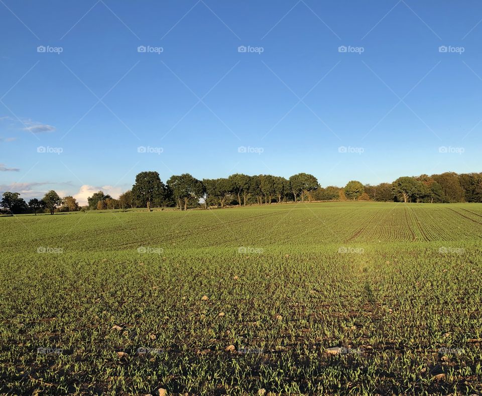 Countryside dusk, field autumn light