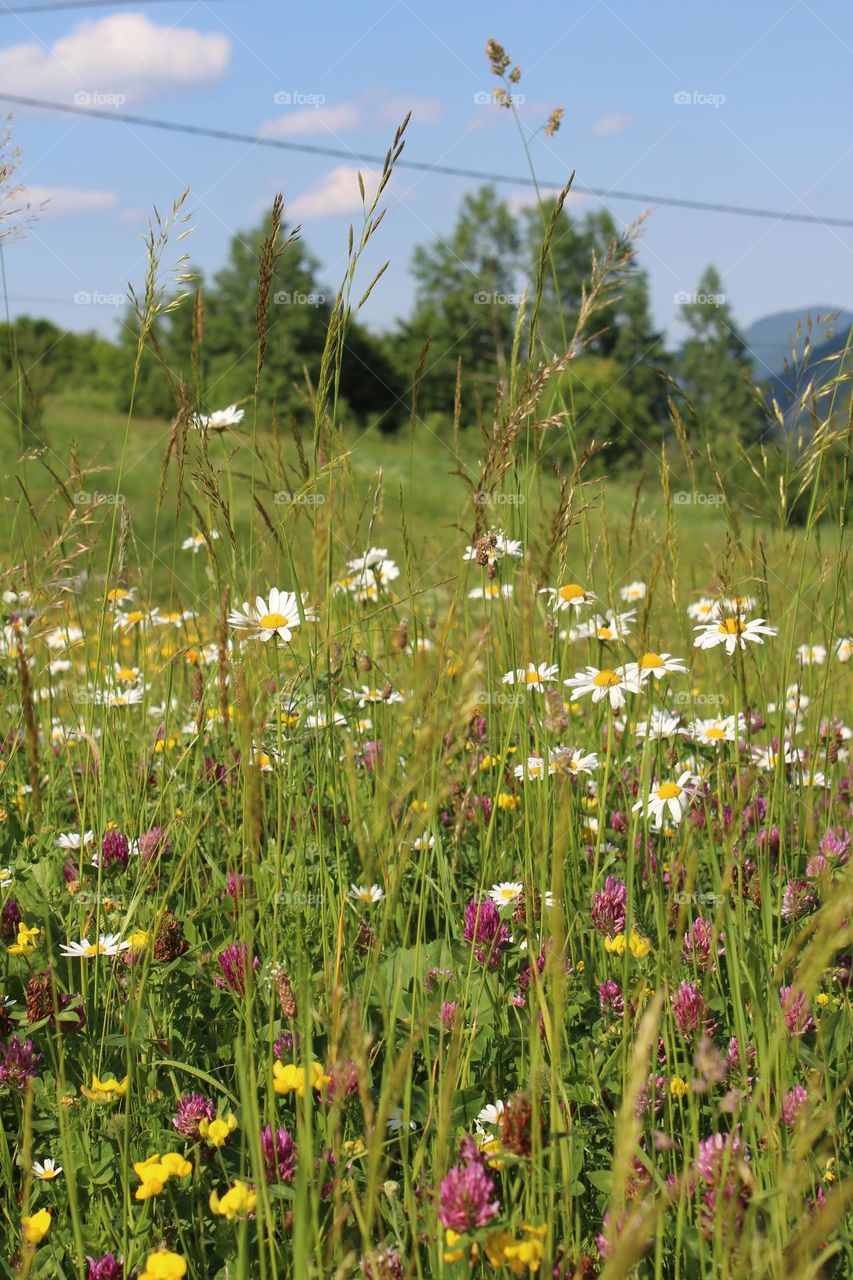 Daisies and clovers among wild flower meadows in the Carpathian mountains, Ukraine 