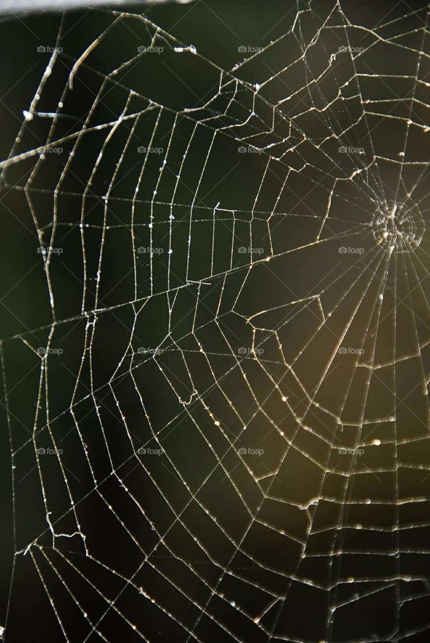 Beautiful spiderweb reflects the newborn sunlight....!!!!!
