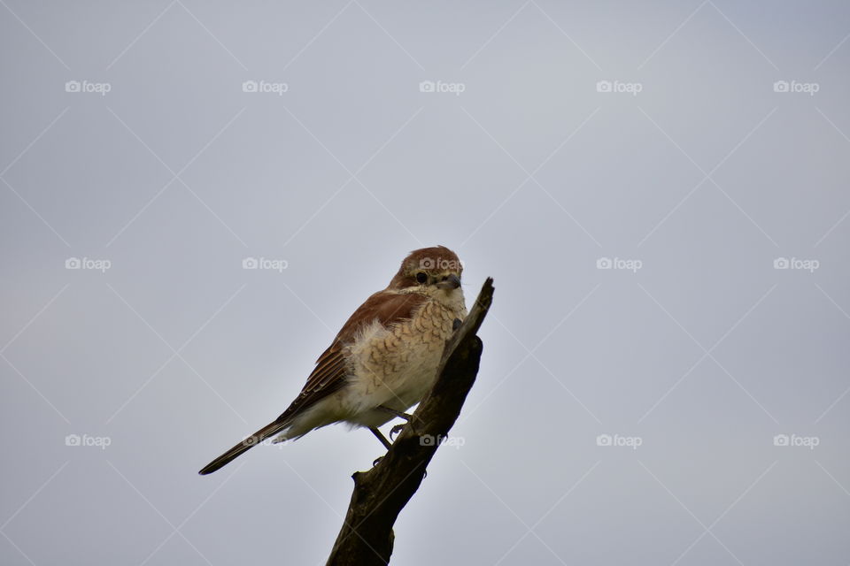 The Bird With Lace Like Chest Feathers