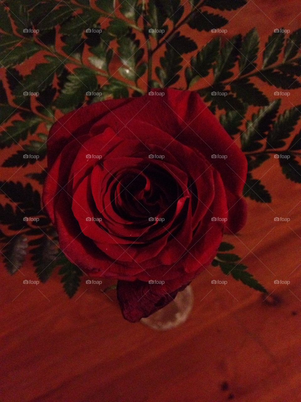 Valentines Rose Color