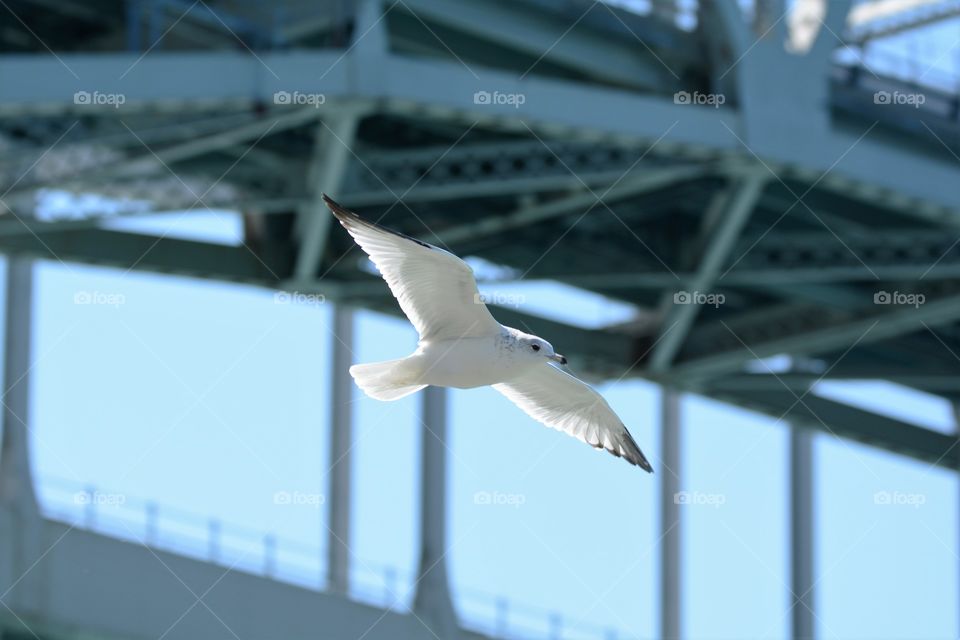 High angle view of seagull