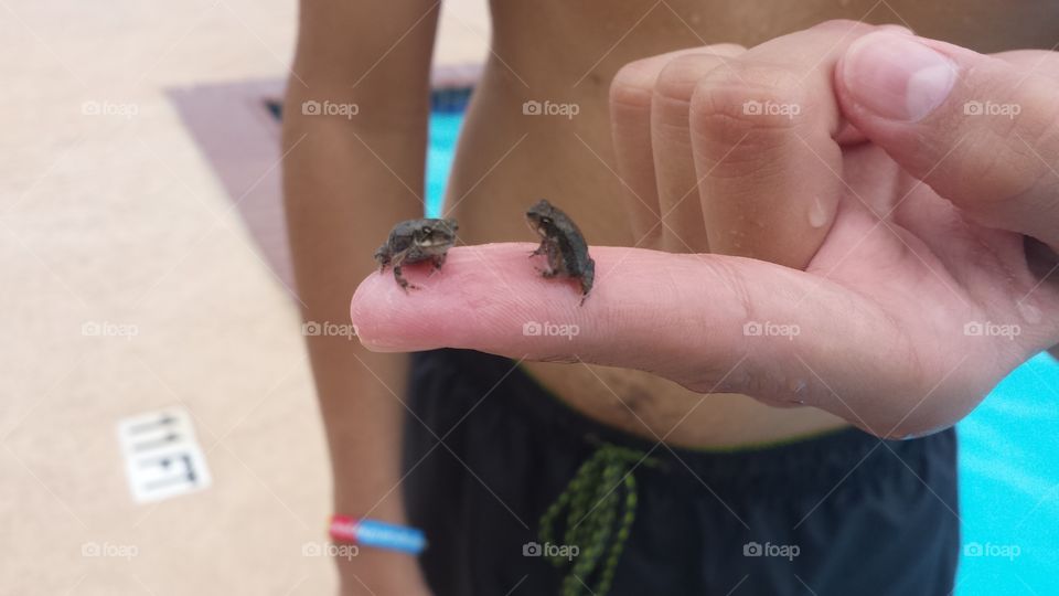 tiny frogs at the pool