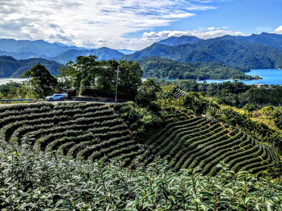 The tea fields beside reservoir, that have a beautiful pattern.