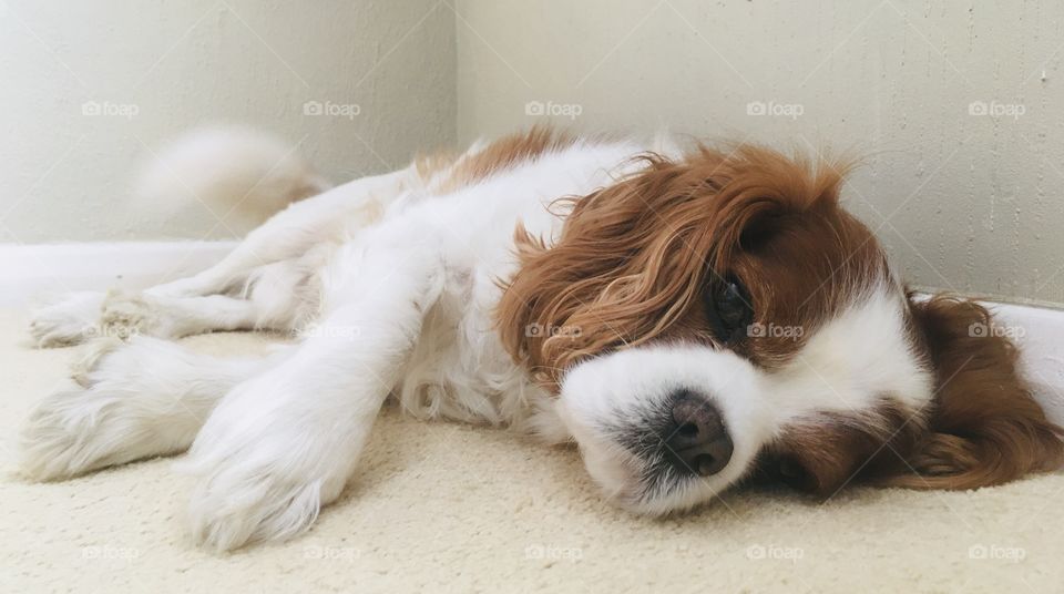 A simple, relaxed photo of my Cavalier King Charles snoozing in a cosy corner. 