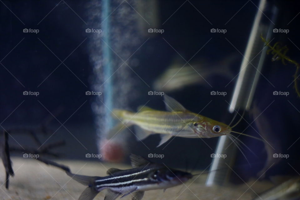 close up of catfish in aquarium tank