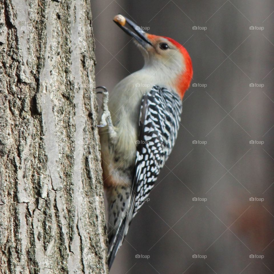 red bellied woodpecker . Backyard photo