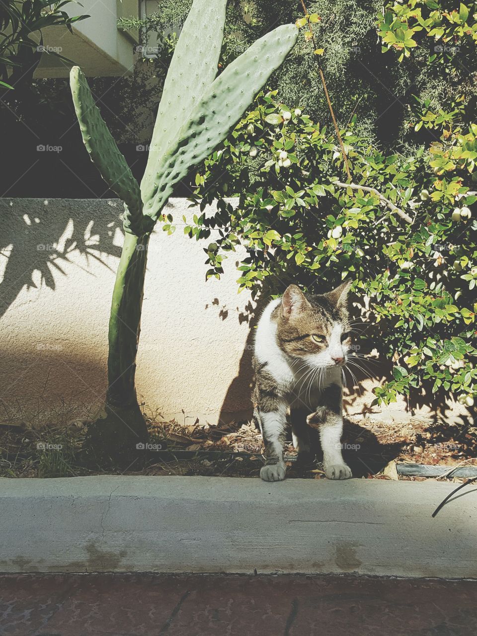 No Person, One, Cat, Outdoors, Leaf