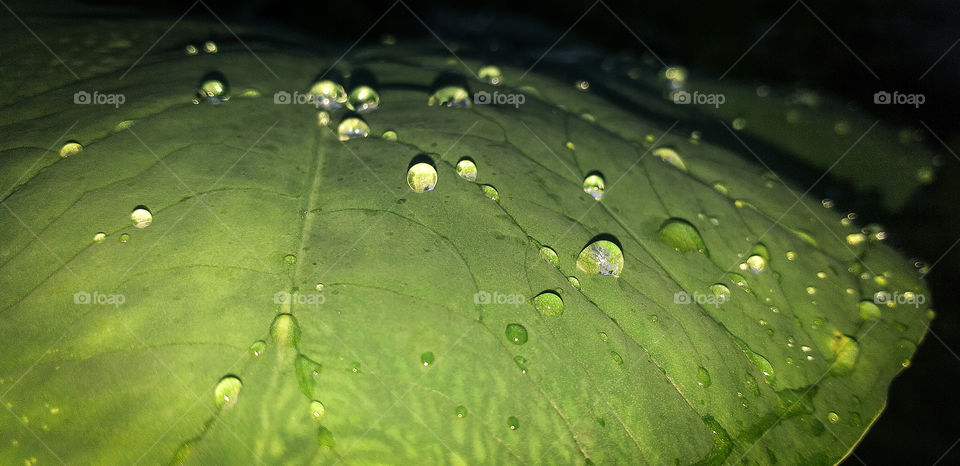 beautiful water drop