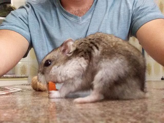 mouse