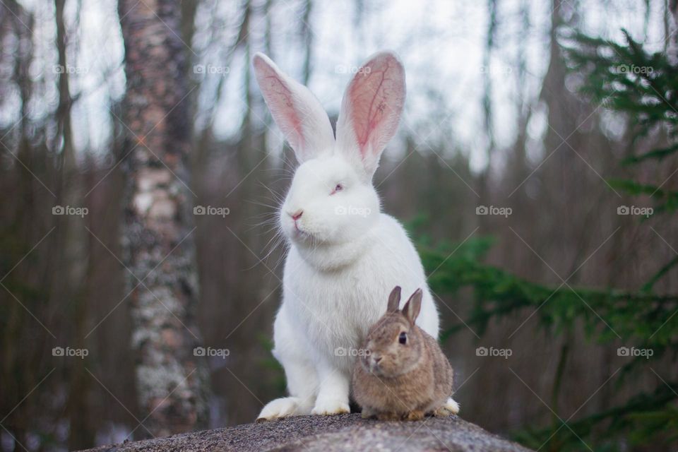 Giant rabbit & dwarf rabbit