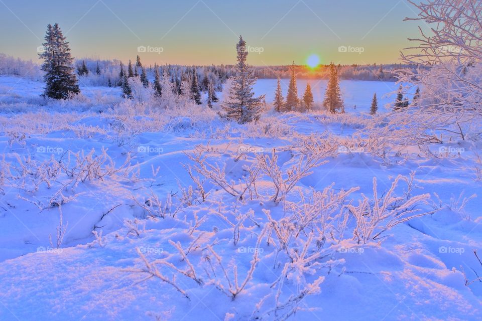 Winter, winter time, winter landscape, winter fairy tale, frost, frosty lace, north, arctic, snow, winter sunset, winter morning, snowy land, northern land, northern latitude, cold, red, frosty morning, snow on branches, ice, icy branches, sun, winte