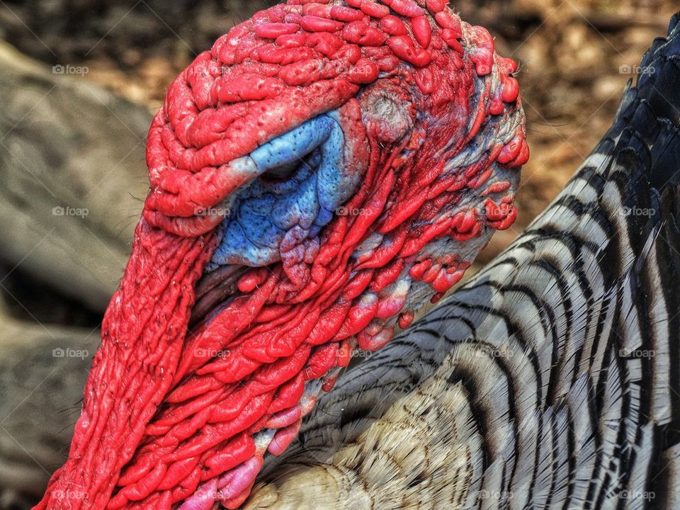 Colorful Male Turkey