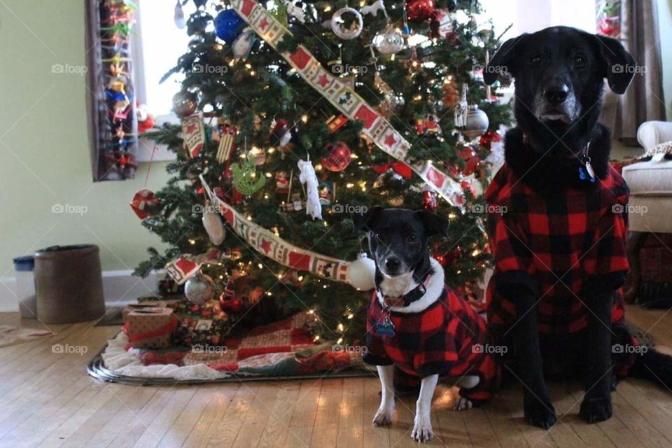 dogs in Christnas sweaters