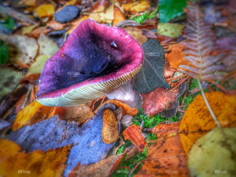 Purple mushroom 