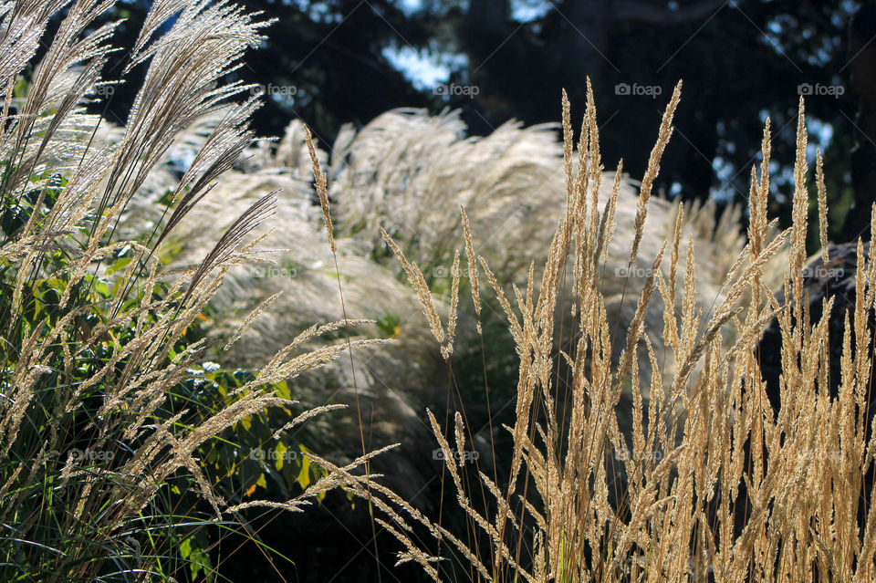 1st signs of Autumn. Golden brown, feathery, ripened seed heads of beautiful ornamental grasses glow in the autumn sunshine. The gusty autumn winds make the grasses bend & sway in a beautiful dance. 💨