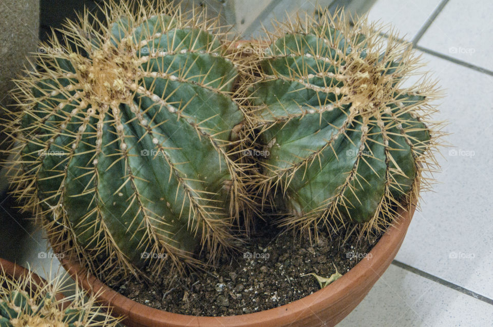 cacti in pots