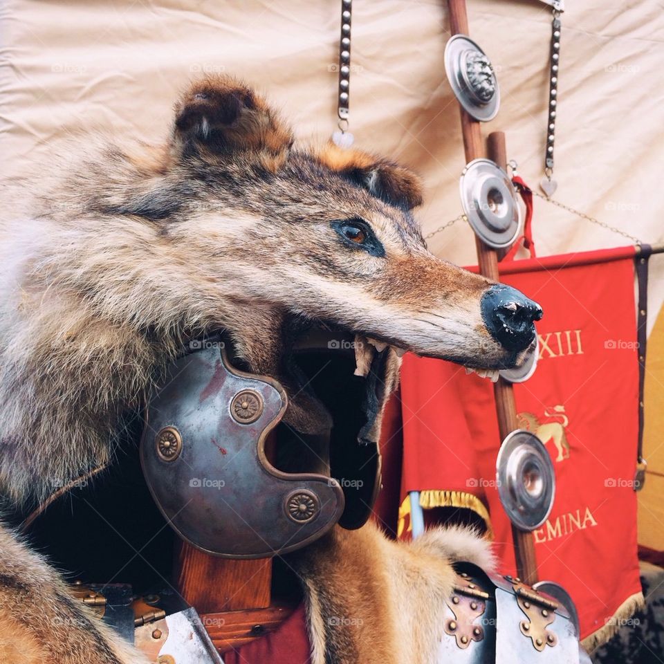 The wolf helmet