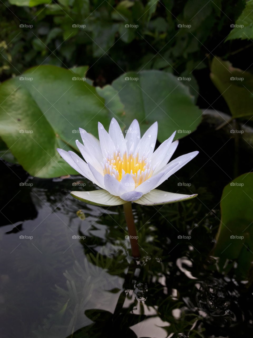 lotus