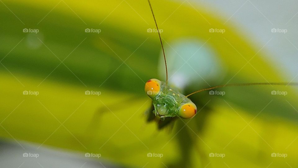 Mantis Eyes Looking at the camera, beautiful yellow orange eyes of a mantis, praying insect mantis, Portrait of Mantis
