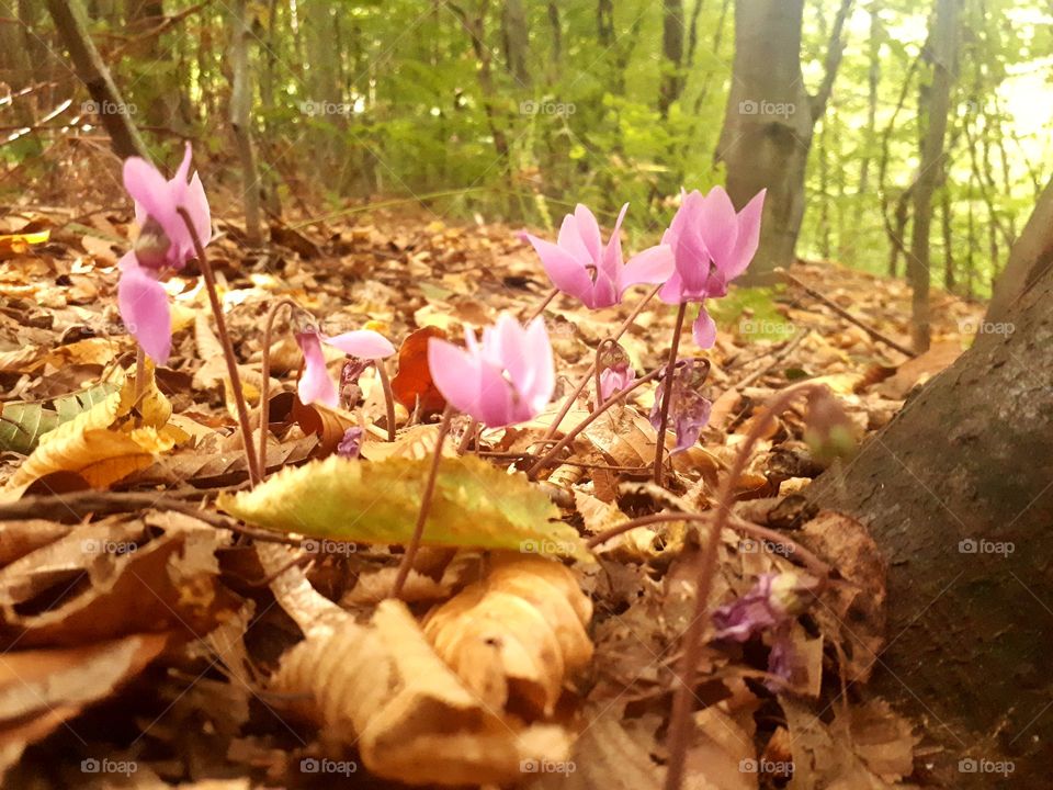 forest spring flowers
