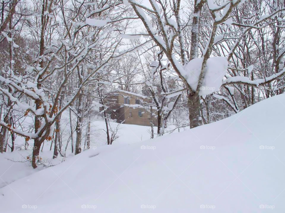 village in the forest 