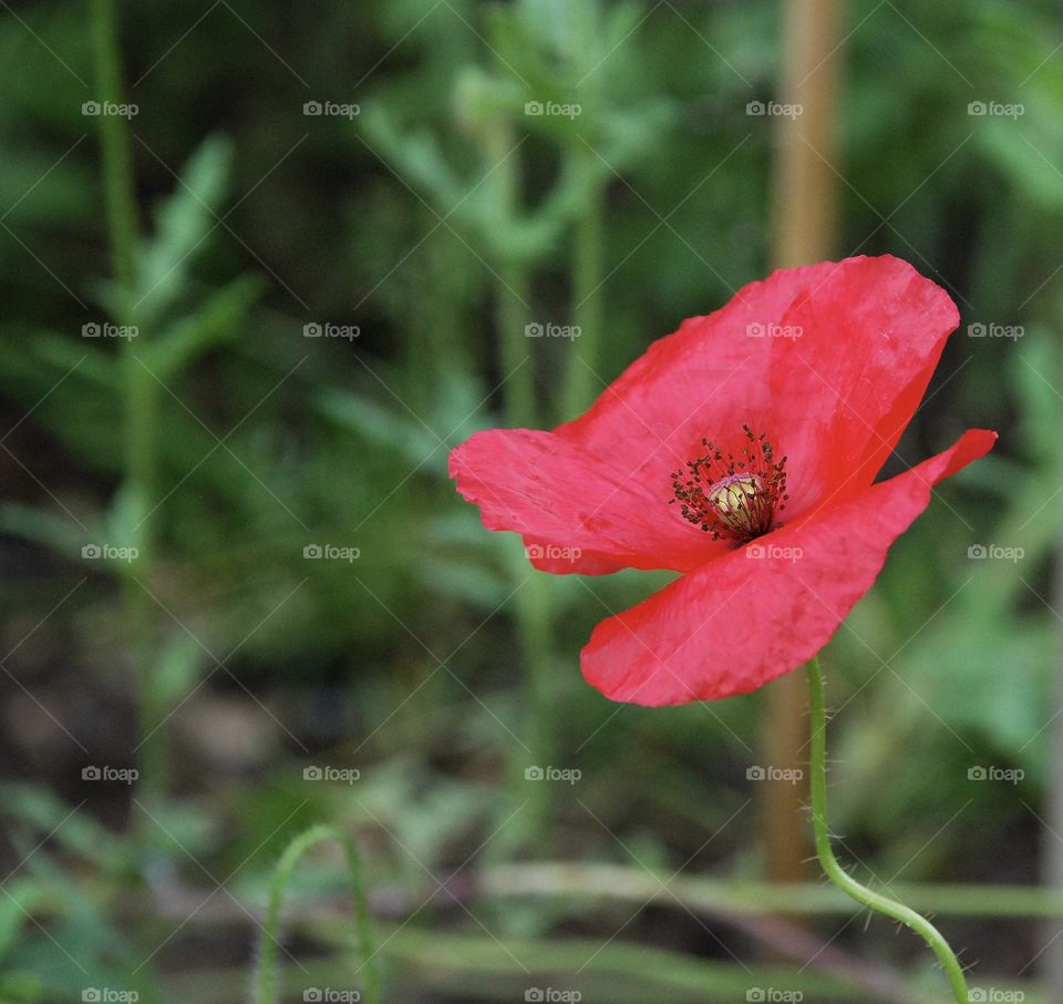 Red poppy flower against a green background of foliage