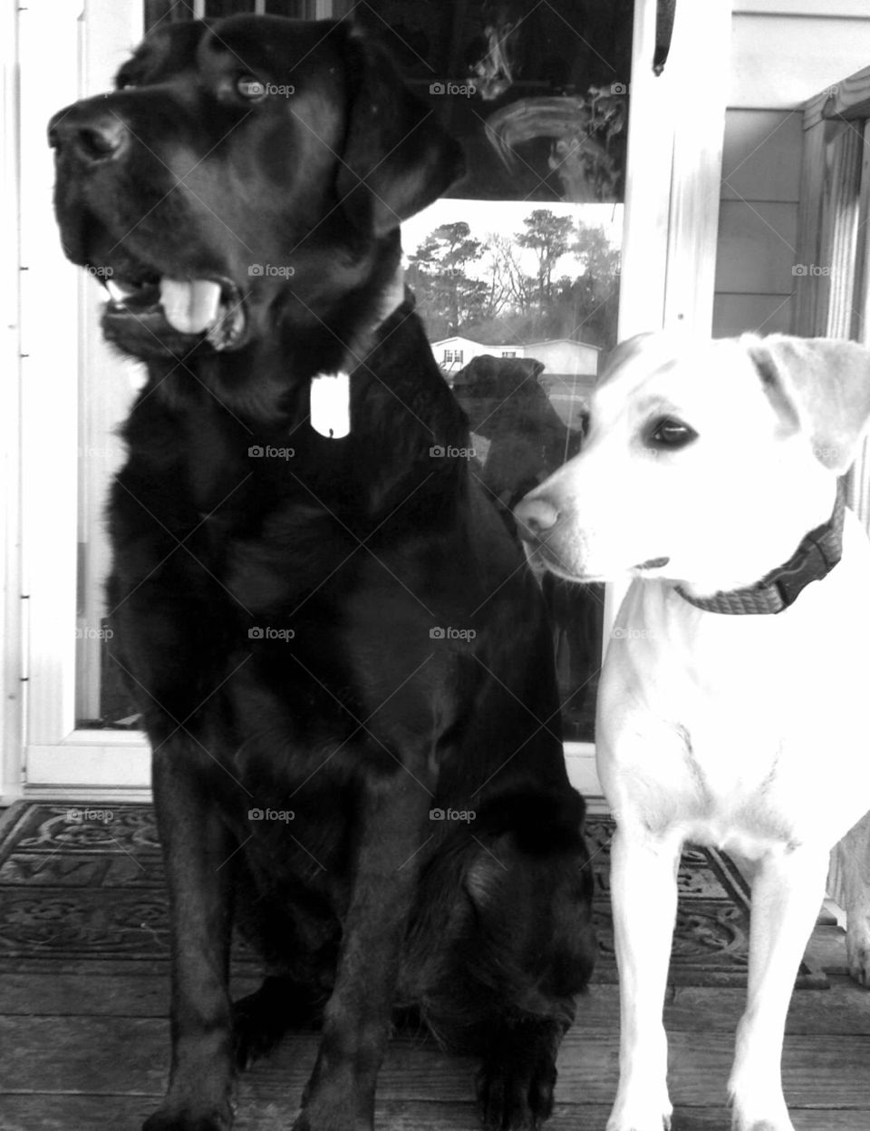 Black white lab outside sitting by sunnysmiles