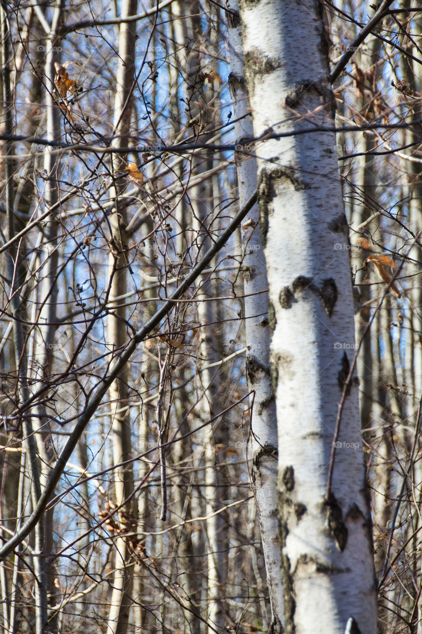 birch trunks