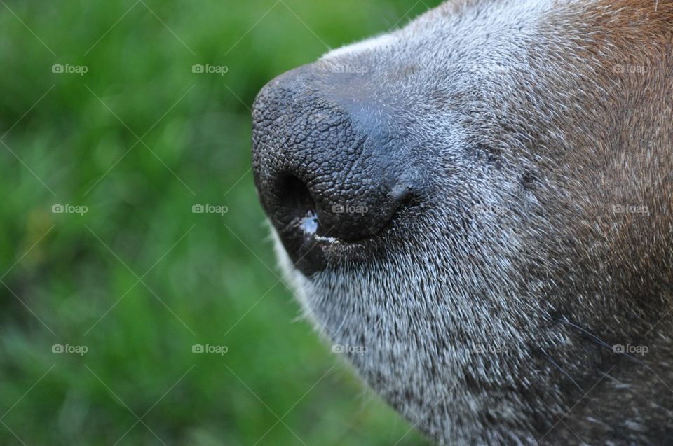 macro grass summer dog by themalama