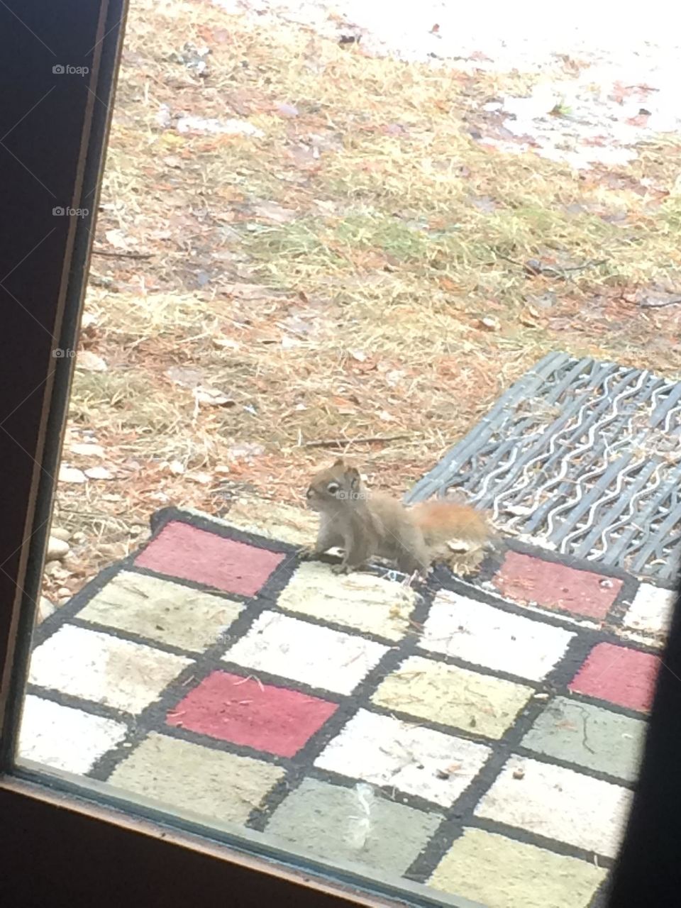 Here is a squirrel, trying to come inside for food, taken with my iPhone 5, through the glass window in the door, on the colorful squares on the little step