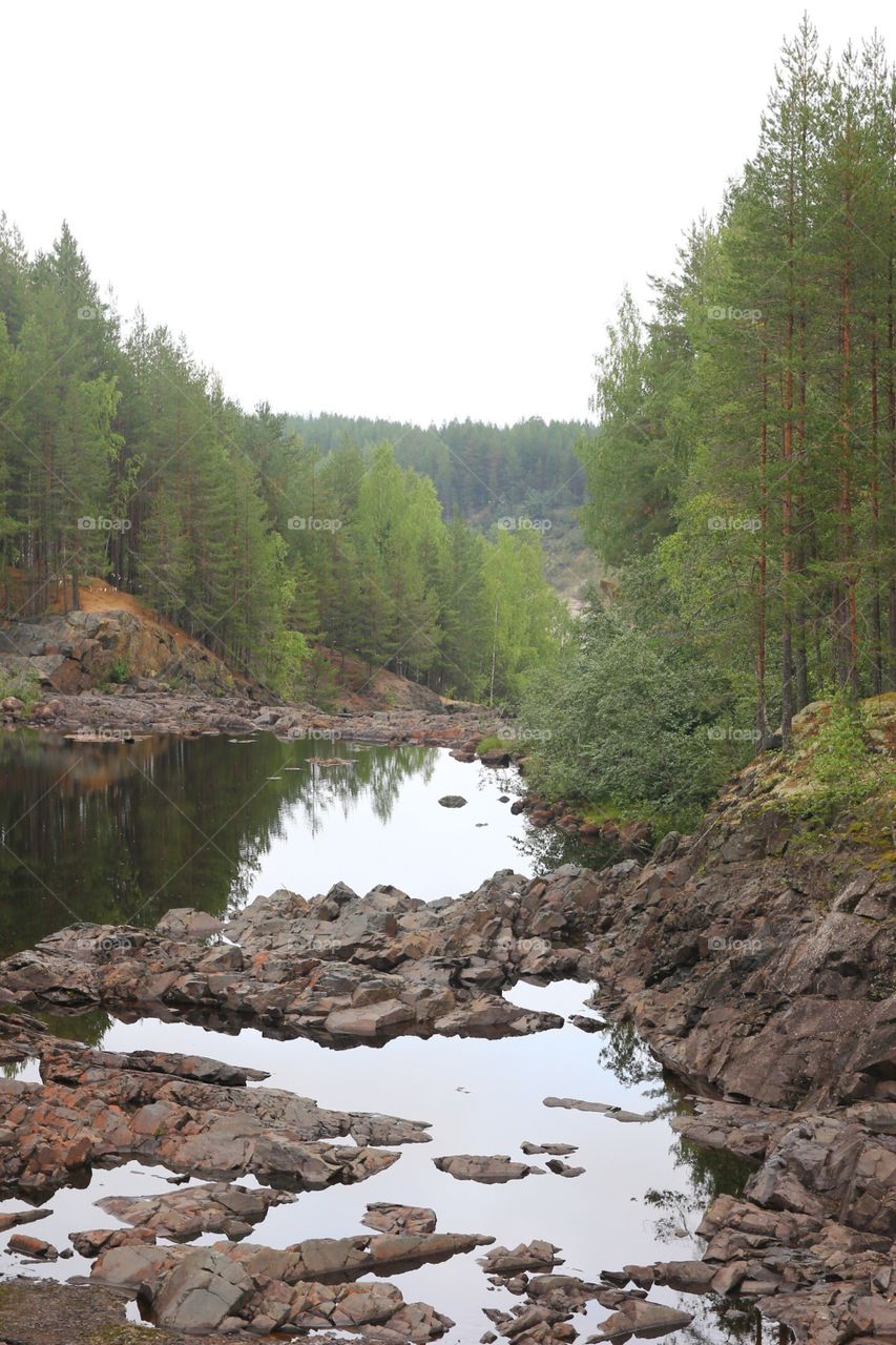 Beautiful forest and river 