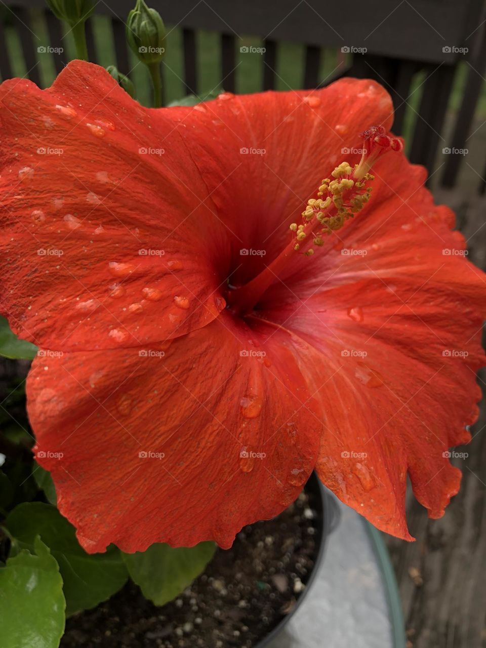 Hibiscus 