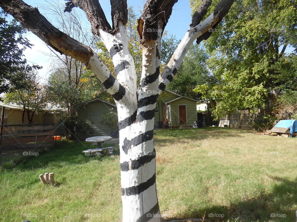 Zebra trees 