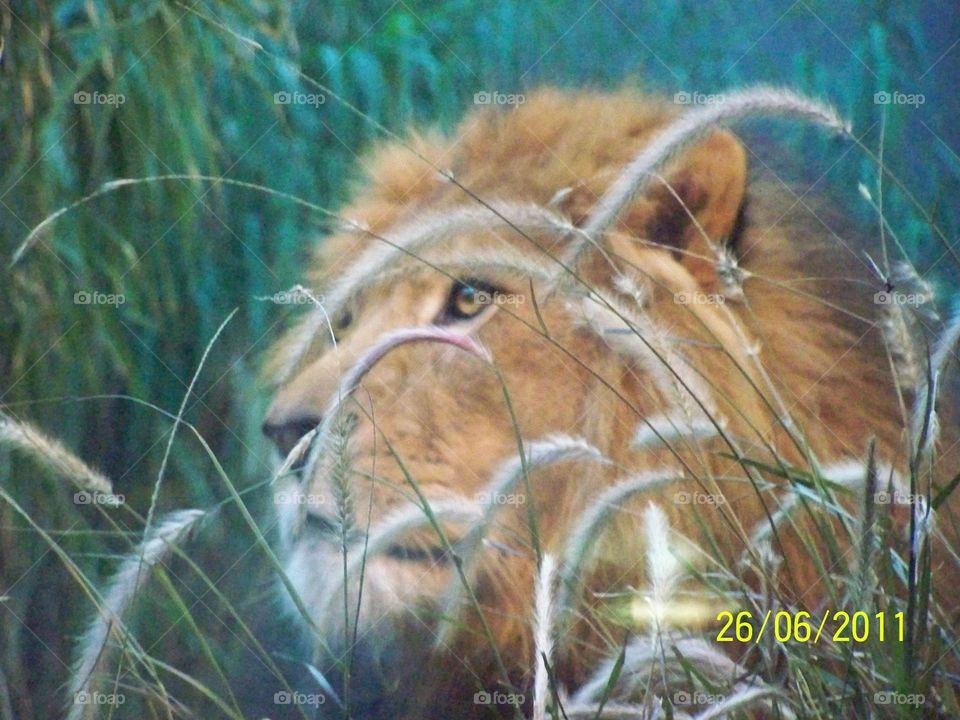 lion den