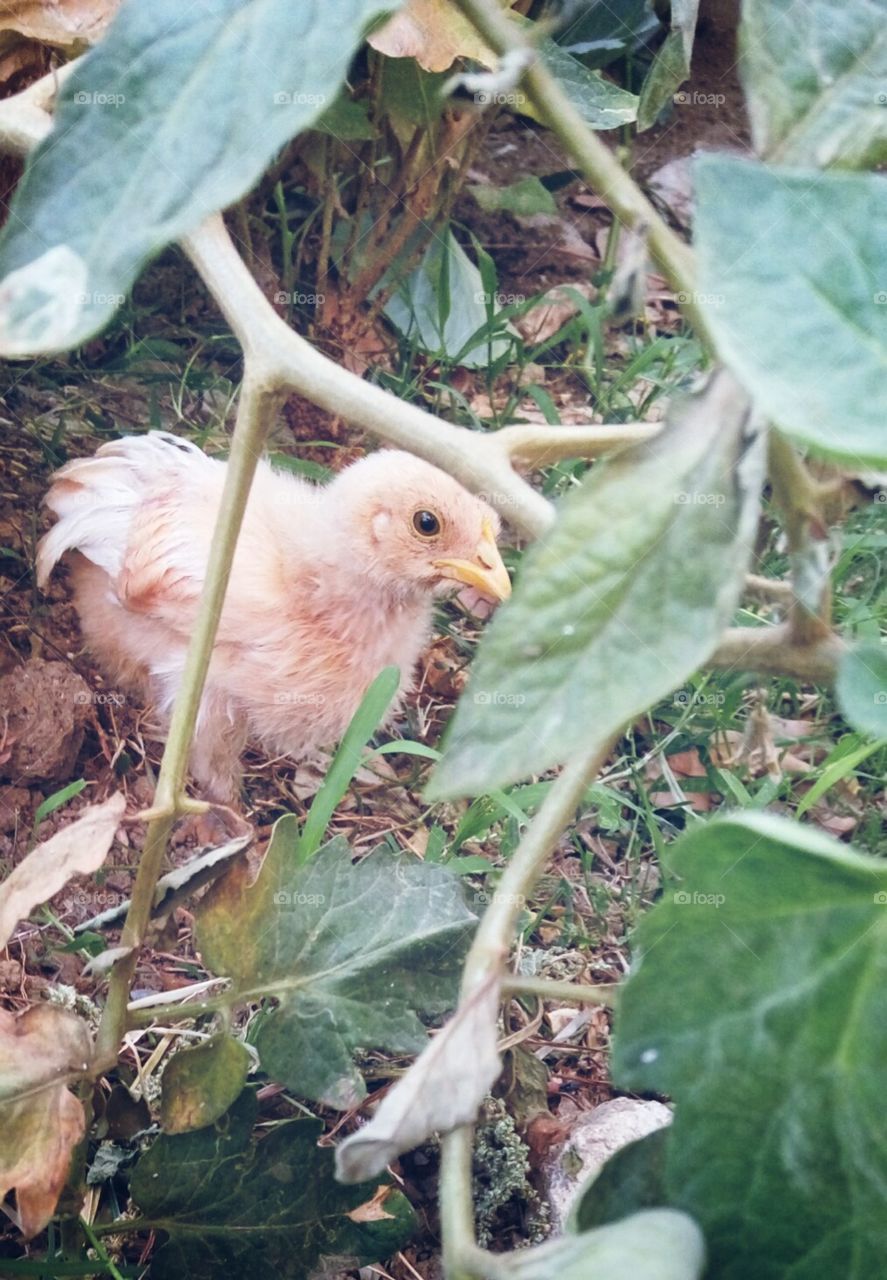 pullet