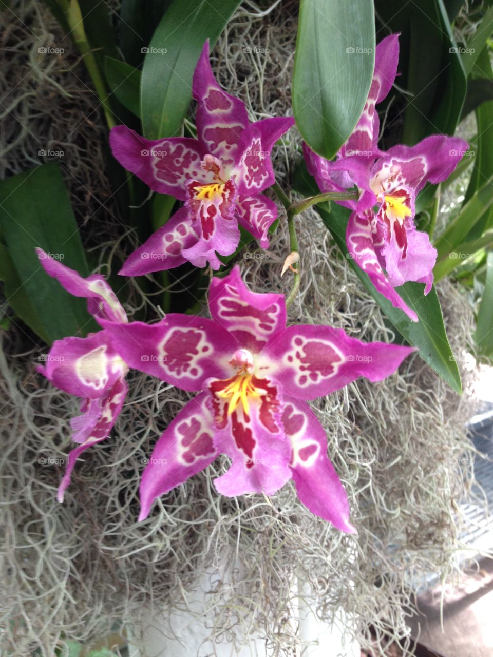 Orchids