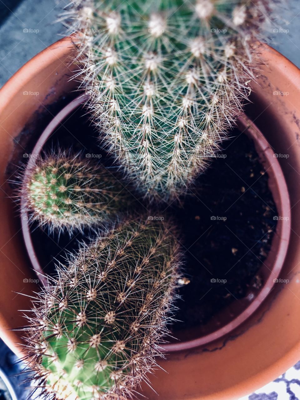 Cactus