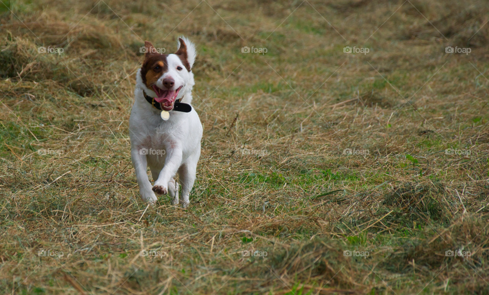 field dog fun animal by resnikoffdavid
