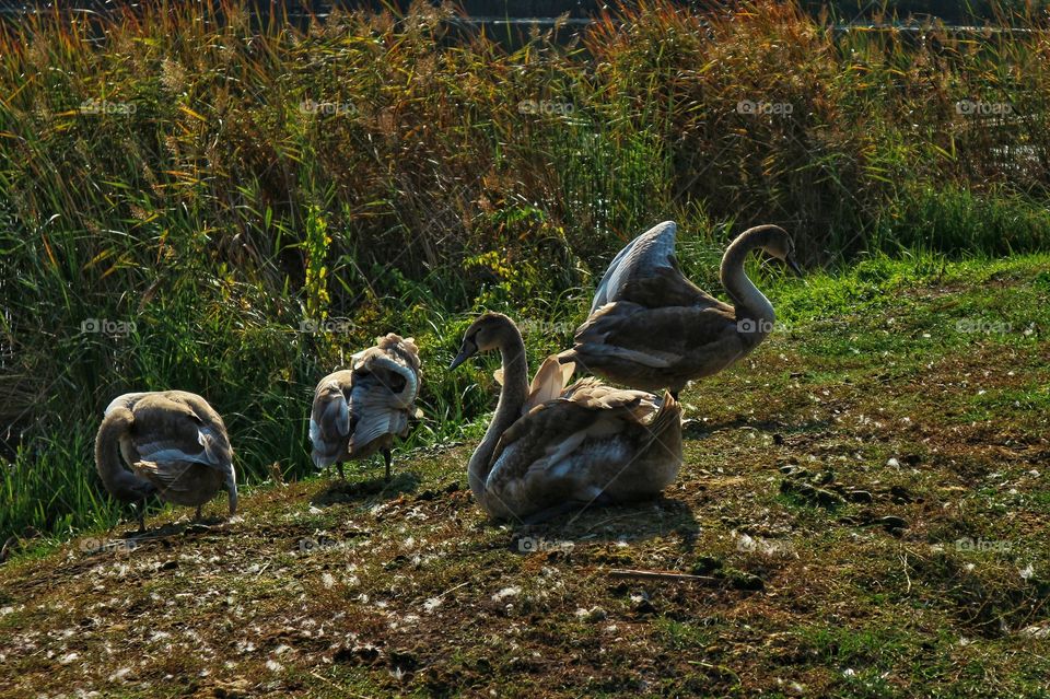 Young swans