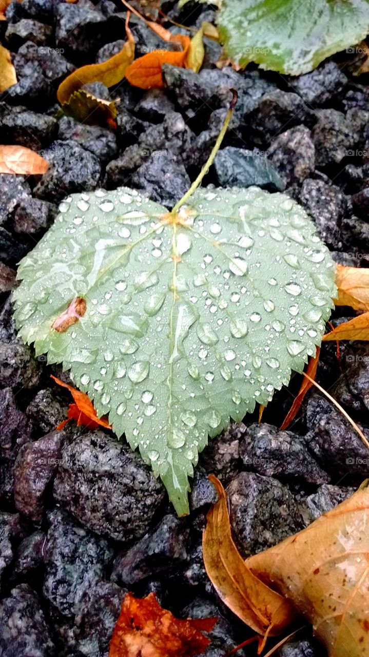 leaf and raindrops. leaf with water droplets on it