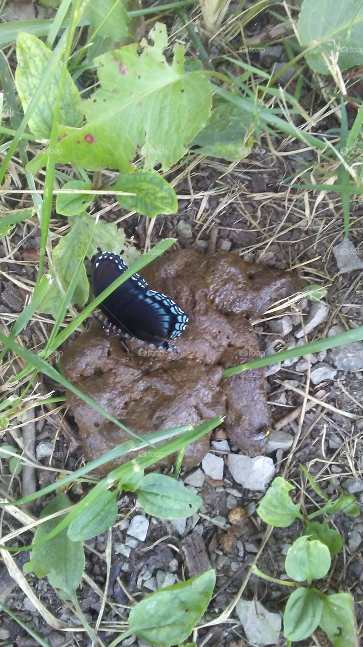 butterfly chilling on a turd
