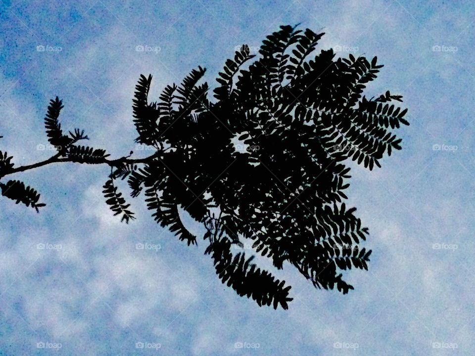 Branch in the sky