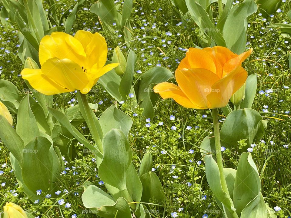 Two pretty yellow and orange tulips surrounded by small blue wildflowers