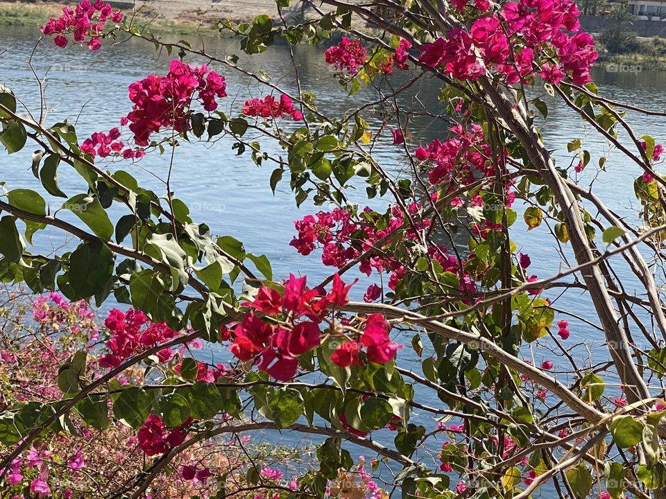 Pink and rose flowers 